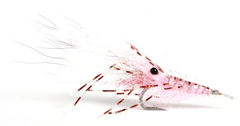 Leoshrimp Pink #6 3 Leoshrimp Pink #6