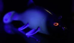 Quantum Freak Of Nature Swimbait Tench 23cm, 270g -Angelrollen 22 3272005r 4