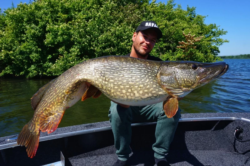 Savage Gear 4D Linethru Roach 25cm, 216g Sinking 4 Savage Gear 4D Linethru Roach 25cm, 216g Sinking - Image 2