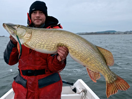 Westin Platypus 19 Cm - Sjunkande 5 Westin Platypus 19 Cm - Sjunkande - Image 3